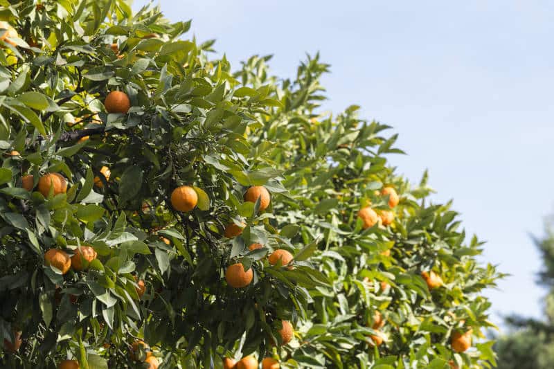 ASAJA Alicante valora la obligatoriedad del tratamiento en frío para naranja de terceros países