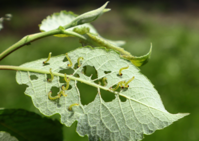 Métodos de Control de Plagas en Horticultura y Fruticultura (100% online)