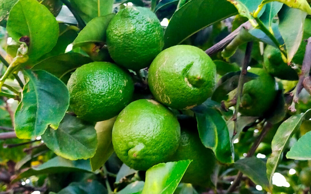 La producción de limones verna cae un 50% en la provincia de Alicante