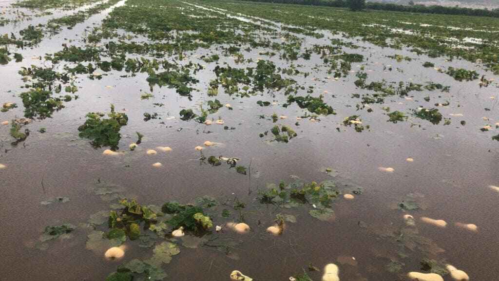 ASAJA-Alicante considera que el plan para prevenir inundaciones pone en peligro la agricultura de la Vega Baja